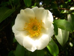 Cherokee_Rose1