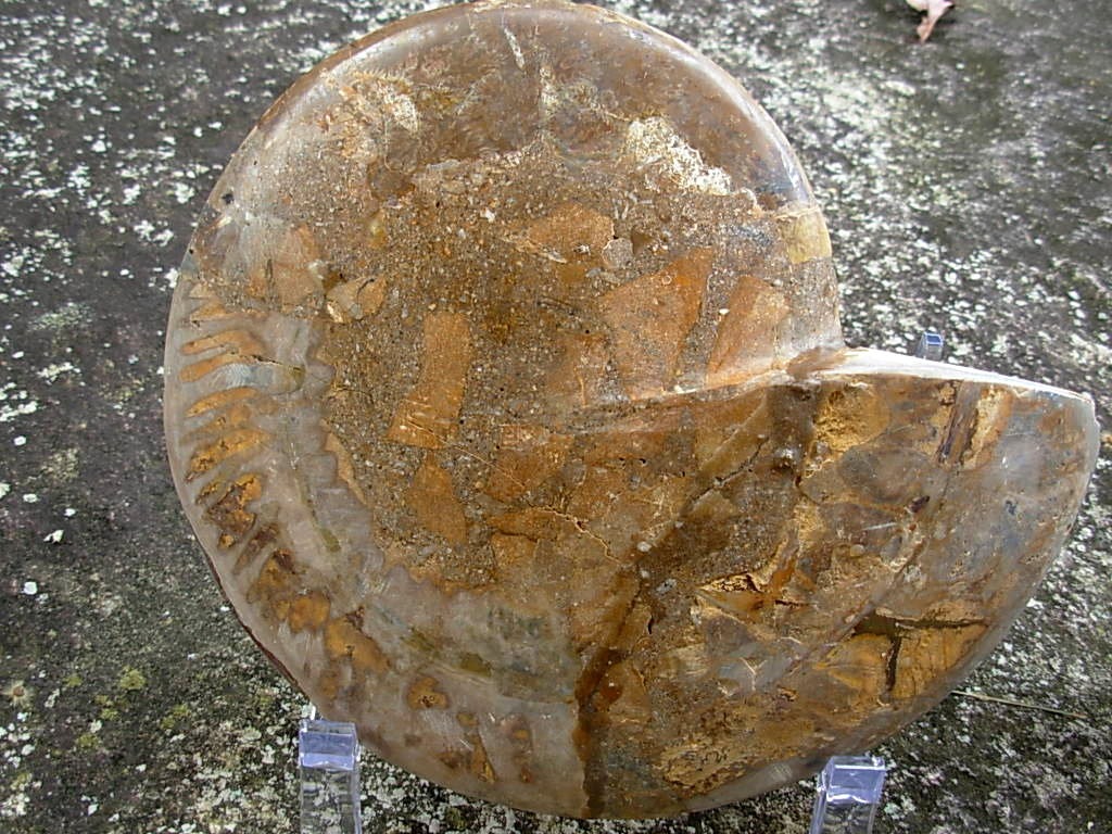 Extra-large Fossil Ammonite Pair from Jurrassic Period
