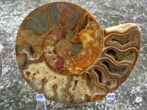 Extra-large Fossil Ammonite Pair from Jurrassic Period