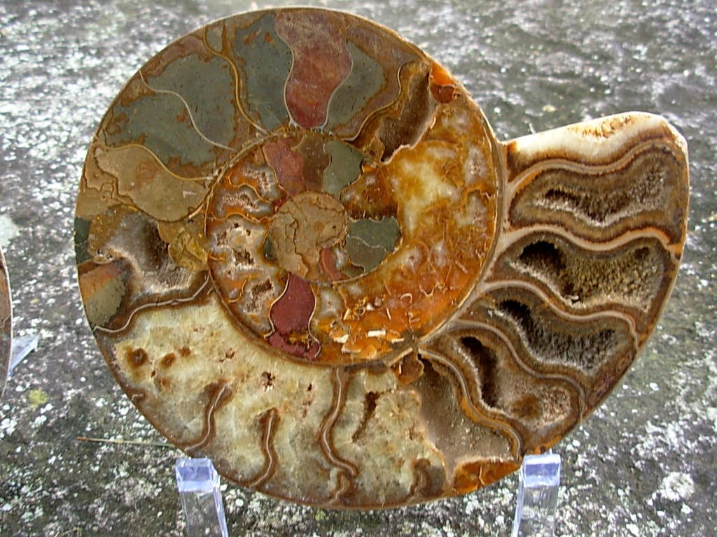 Extra-large Fossil Ammonite Pair from Jurrassic Period