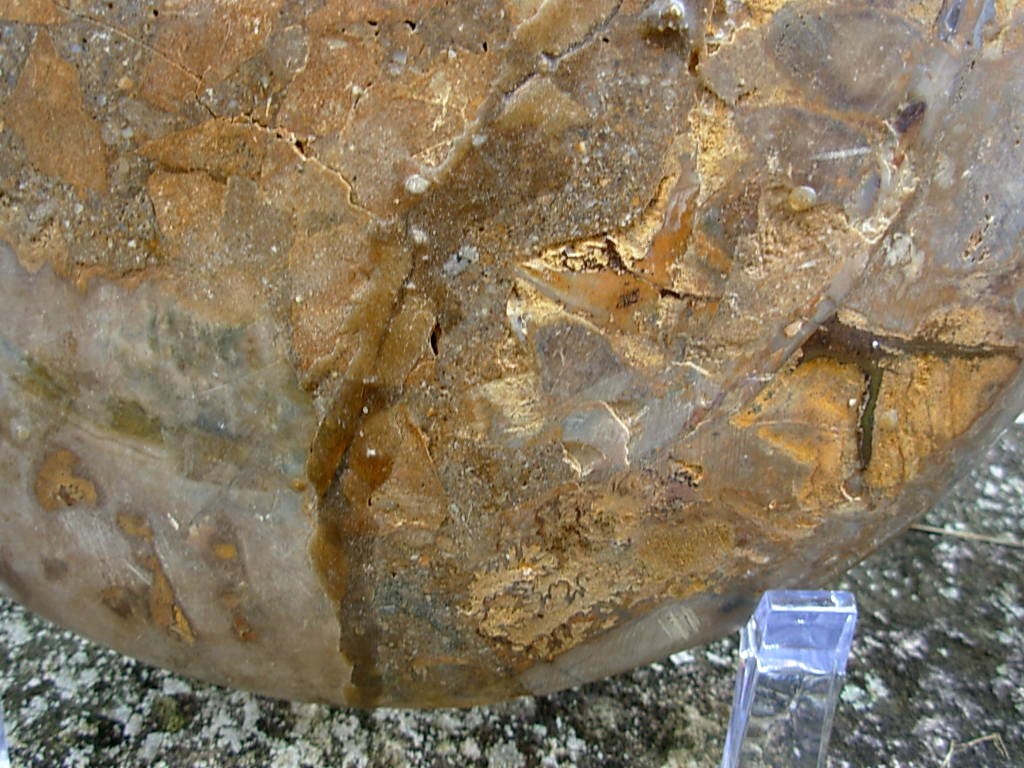 Extra-large Fossil Ammonite Pair from Jurrassic Period