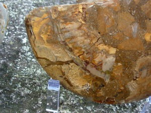 Extra-large Fossil Ammonite Pair from Jurrassic Period