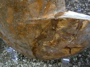 Extra-large Fossil Ammonite Pair from Jurrassic Period