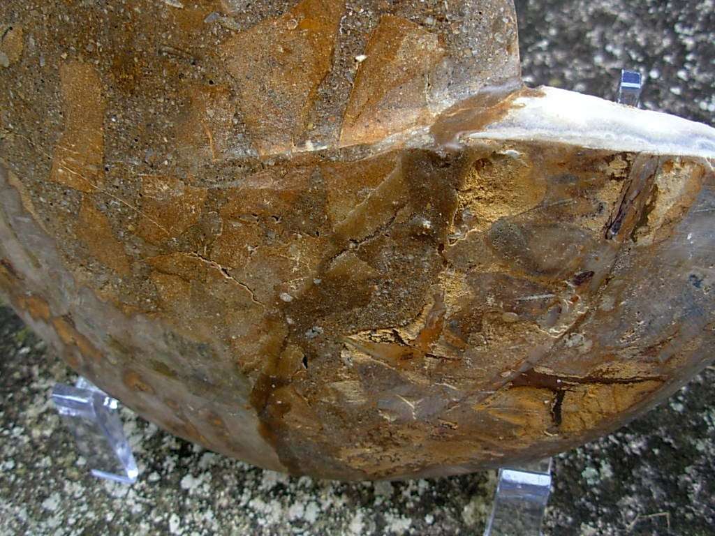 Extra-large Fossil Ammonite Pair from Jurrassic Period