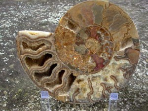 Extra-large Fossil Ammonite Pair from Jurrassic Period