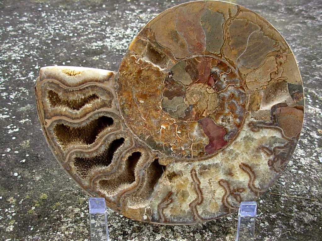 Extra-large Fossil Ammonite Pair from Jurrassic Period