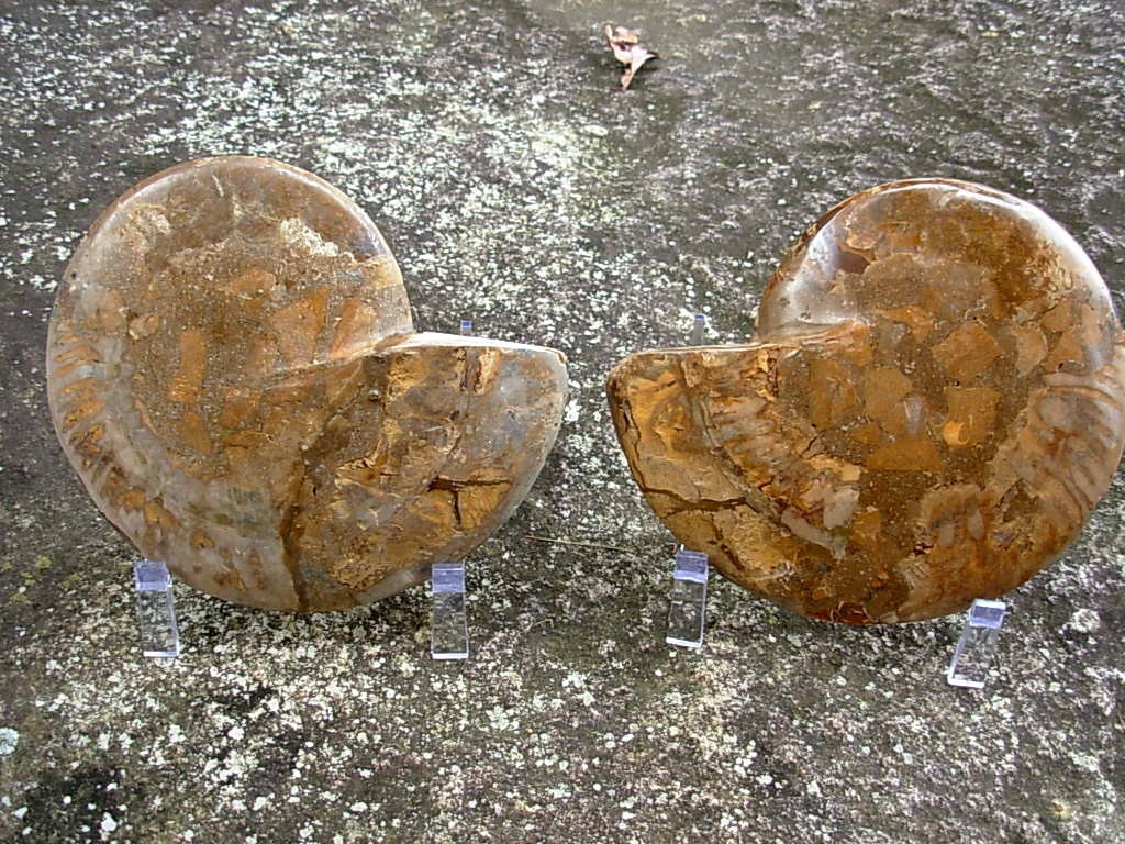 Extra-large Fossil Ammonite Pair from Jurrassic Period
