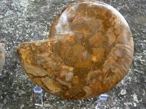 Extra-large Fossil Ammonite Pair from Jurrassic Period