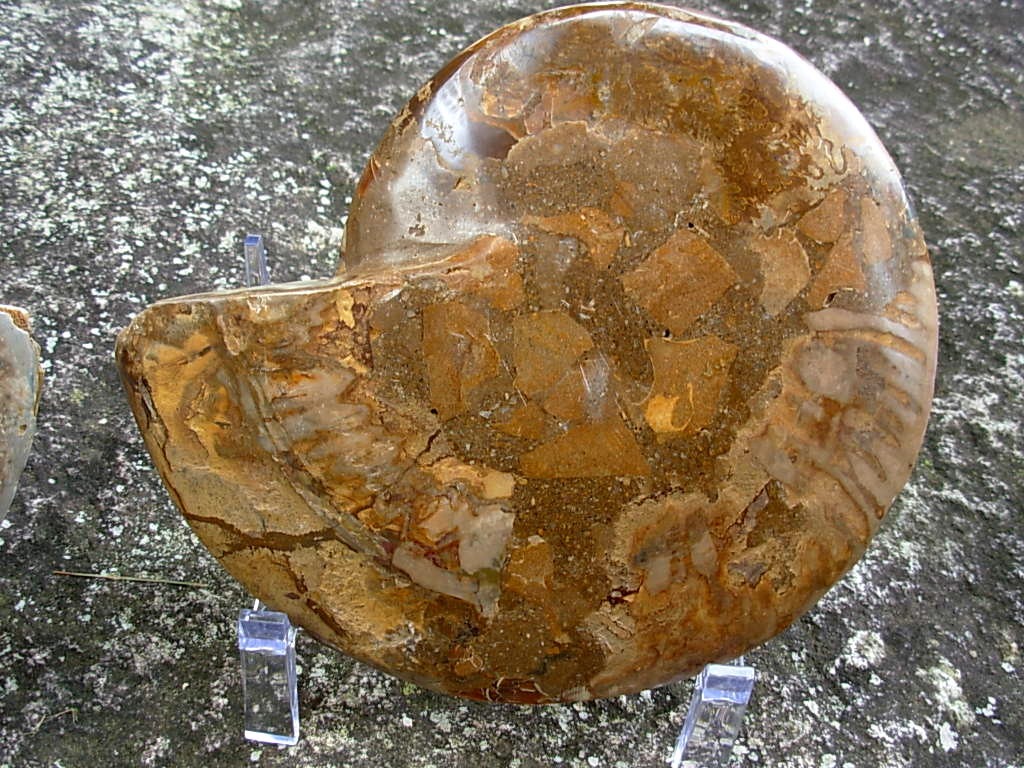 Extra-large Fossil Ammonite Pair from Jurrassic Period