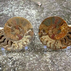 Extra-large Fossil Ammonite Pair from Jurrassic Period