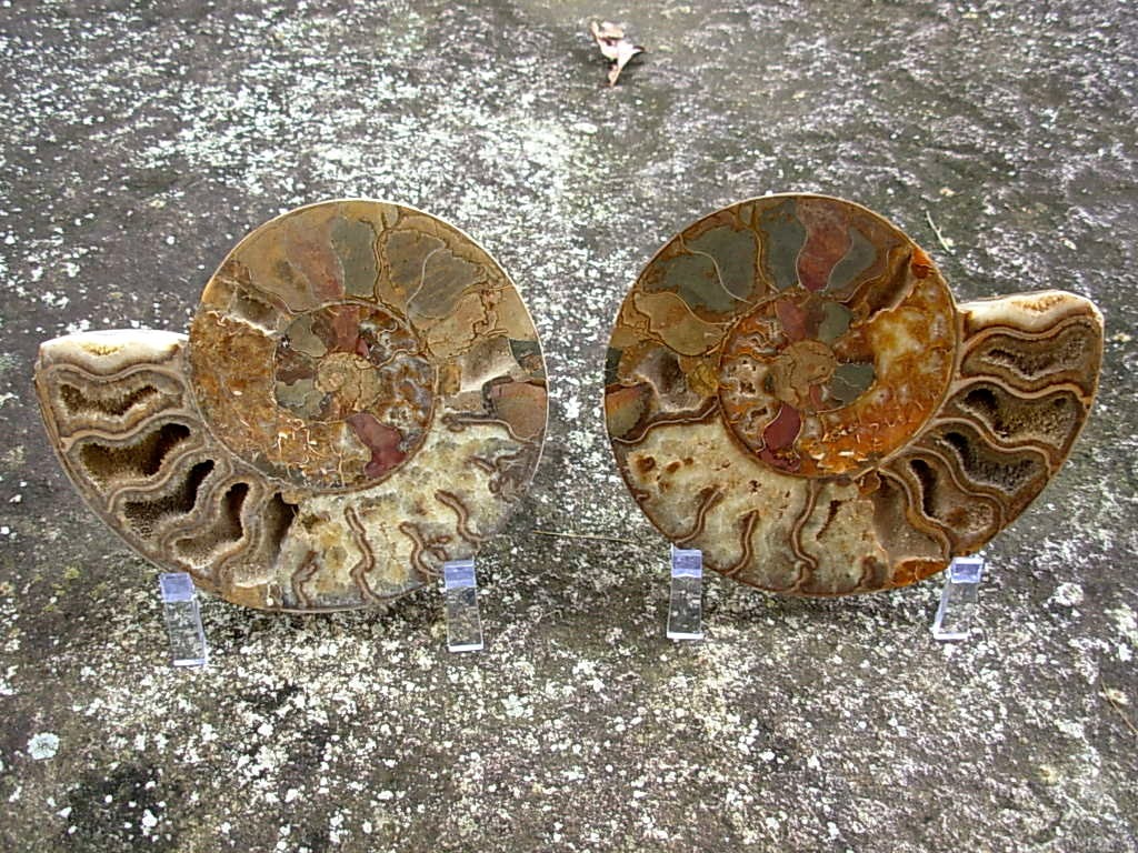 Extra-large Fossil Ammonite Pair from Jurrassic Period