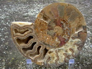 Extra-large Fossil Ammonite Pair from Jurrassic Period