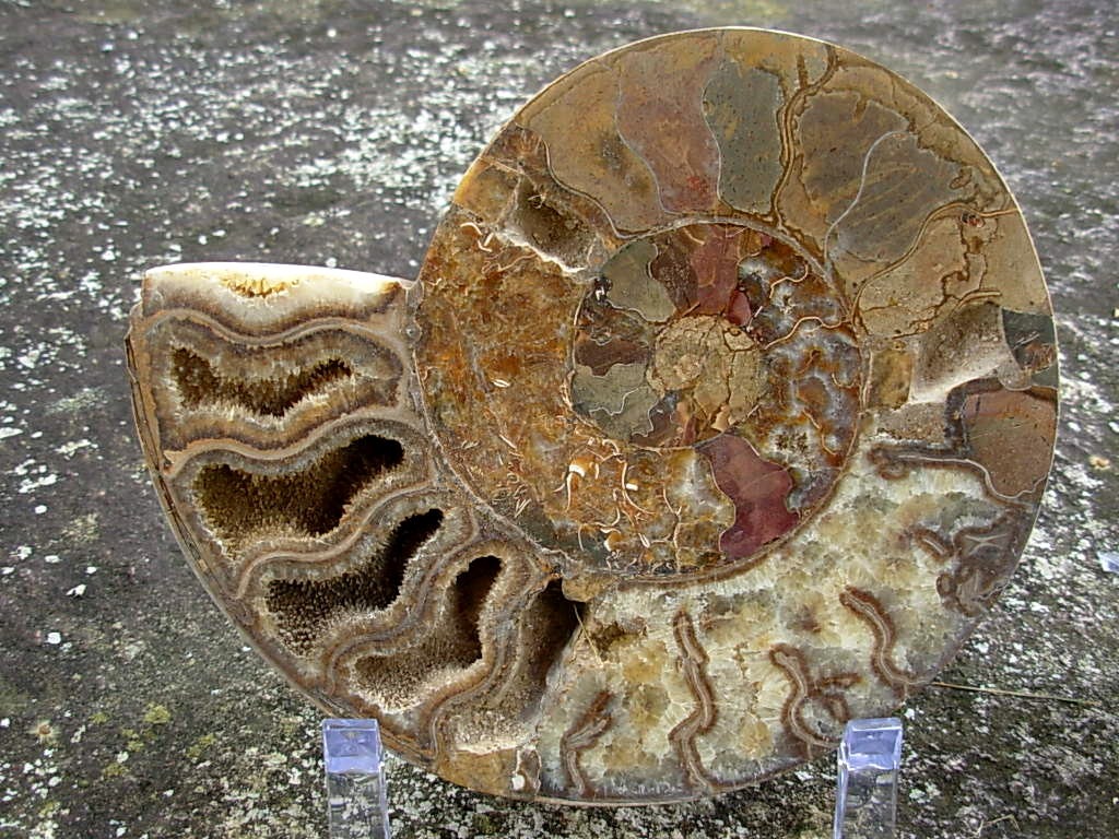 Extra-large Fossil Ammonite Pair from Jurrassic Period