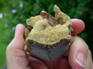 Golden Barite on Septarian Nodule from Elk Creek, SD