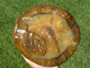 Item# BRA06110524-1-1