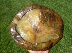 Item# BRA06110524-1-2