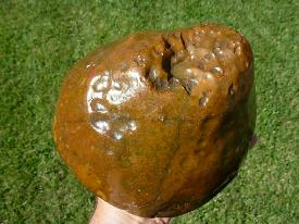 Item# BRA06110524-1-3