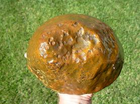 Item# BRA06110524-1-5