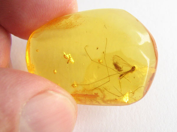 Natural Baltic Amber with Diptera (gnat) inclusion Palanga, Lithuania