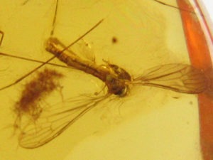 Natural Baltic Amber with Diptera (gnat) inclusion Palanga, Lithuania