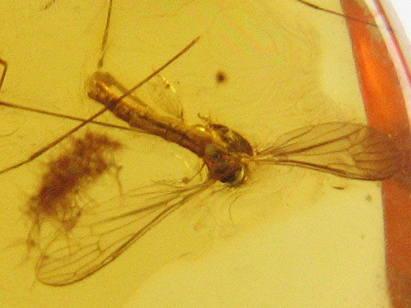 Natural Baltic Amber with Diptera (gnat) inclusion Palanga, Lithuania