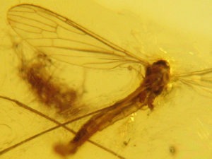 Natural Baltic Amber with Diptera (gnat) inclusion Palanga, Lithuania