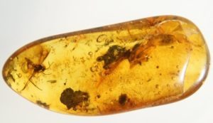 Natural Baltic Amber with Multiple insect inclusions Palanga, Lithuania
