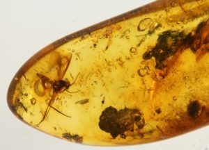 Natural Baltic Amber with Multiple insect inclusions Palanga, Lithuania