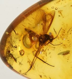 Natural Baltic Amber with Multiple insect inclusions Palanga, Lithuania