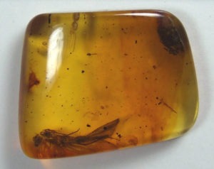 Natural Baltic Amber with caddis fly inclusion (Insecta Trichoptera) Kaliningrad region, Russia
