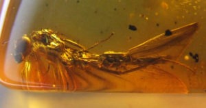 Natural Baltic Amber with caddis fly inclusion (Insecta Trichoptera) Kaliningrad region, Russia