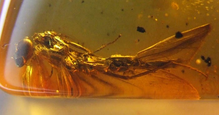 Natural Baltic Amber with caddis fly inclusion (Insecta Trichoptera) Kaliningrad region, Russia