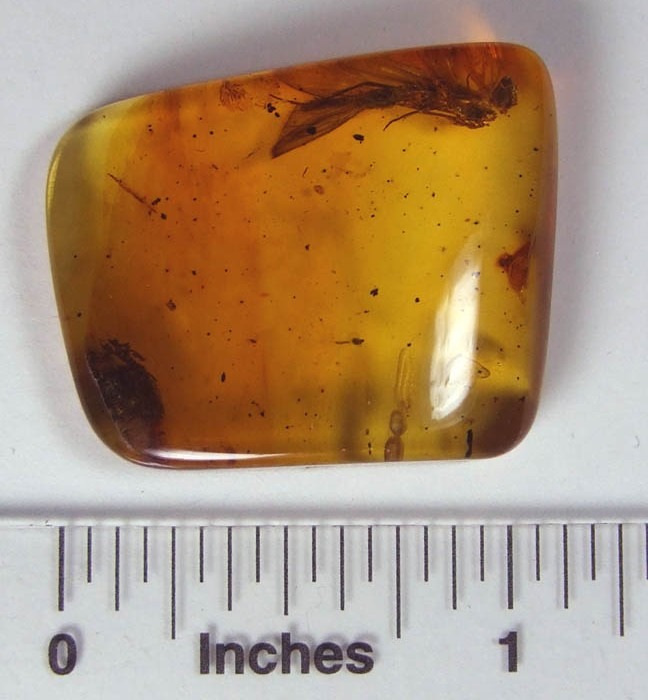Natural Baltic Amber with caddis fly inclusion (Insecta Trichoptera) Kaliningrad region, Russia