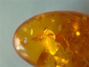 Pressed and Clarified Baltic Amber