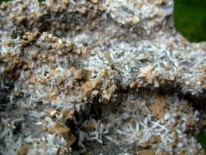 Rare XL Bultfonteinite and Poldervaartite Crystals on matrix from the N'Chwaning II Mine 2004 Pocket