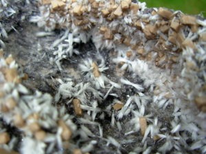 Rare XL Bultfonteinite and Poldervaartite Crystals on matrix from the N'Chwaning II Mine 2004 Pocket