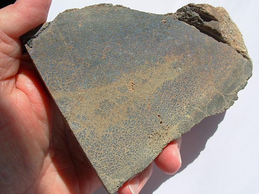 Rough GEM Dinosaur Bone Blue Cells in Slab