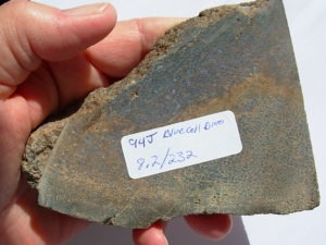 Rough GEM Dinosaur Bone Blue Cells in Slab