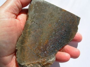 Rough GEM Dinosaur Bone Blue Cells in Slab