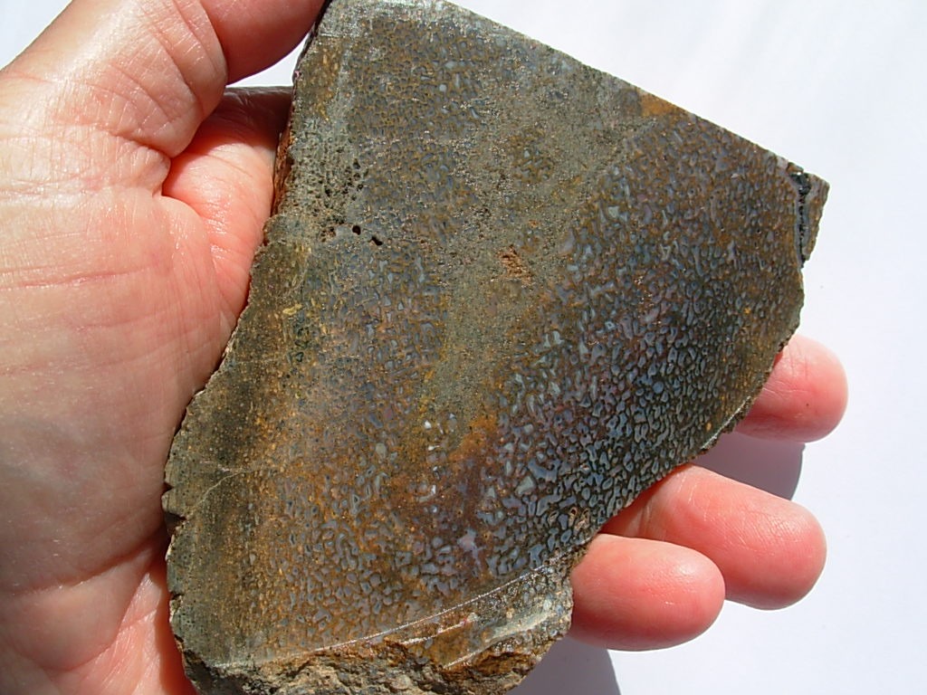Rough GEM Dinosaur Bone Blue Cells in Slab
