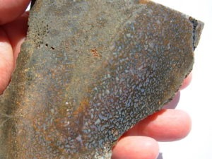 Rough GEM Dinosaur Bone Blue Cells in Slab