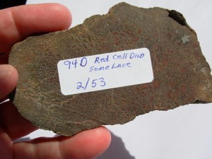 Rough GEM Dinosaur Bone Large Red Cells in Slab