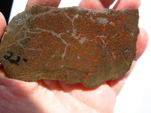 Rough GEM Dinosaur Bone Large Red Cells in Slab