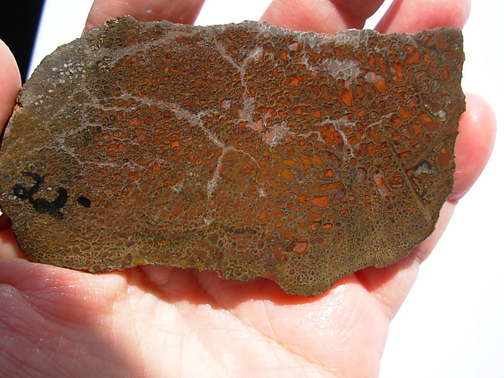 Rough GEM Dinosaur Bone Large Red Cells in Slab