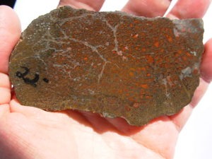 Rough GEM Dinosaur Bone Large Red Cells in Slab