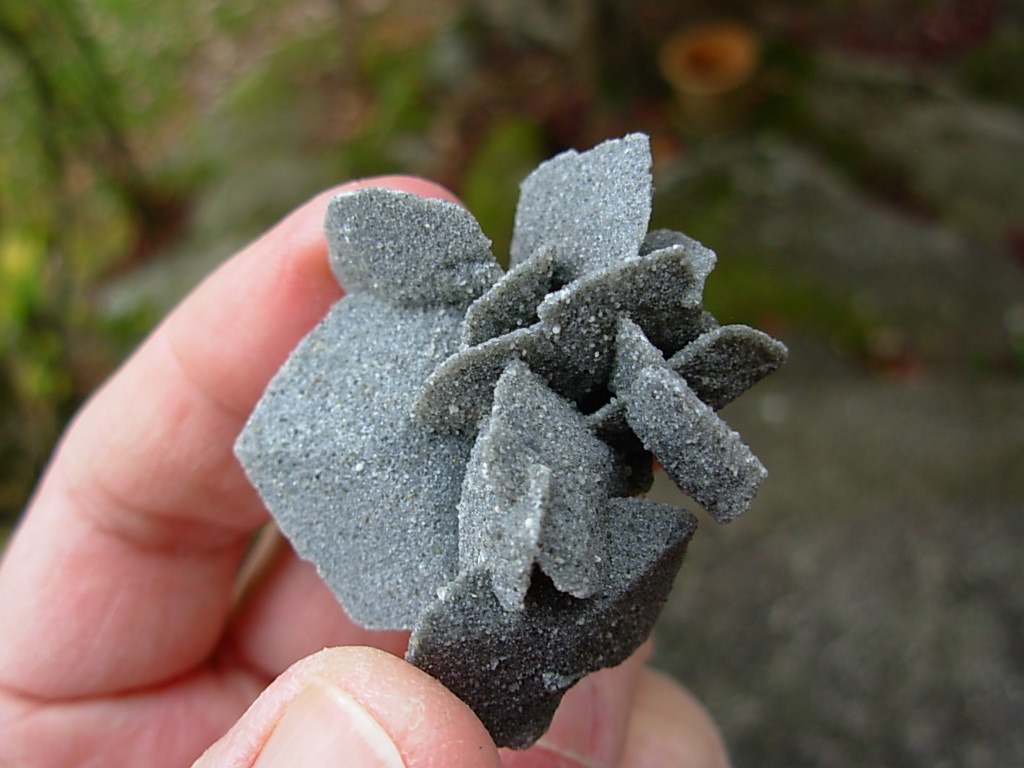 Desert Roses from Peru