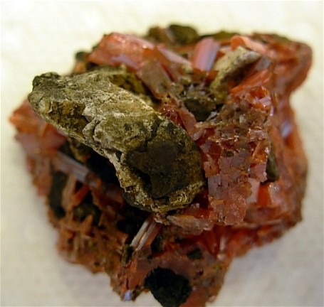 Stunning Crocoite Display from Dundas District, Tasmania, Australia