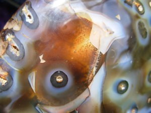 XL Free Form Picasso Agate