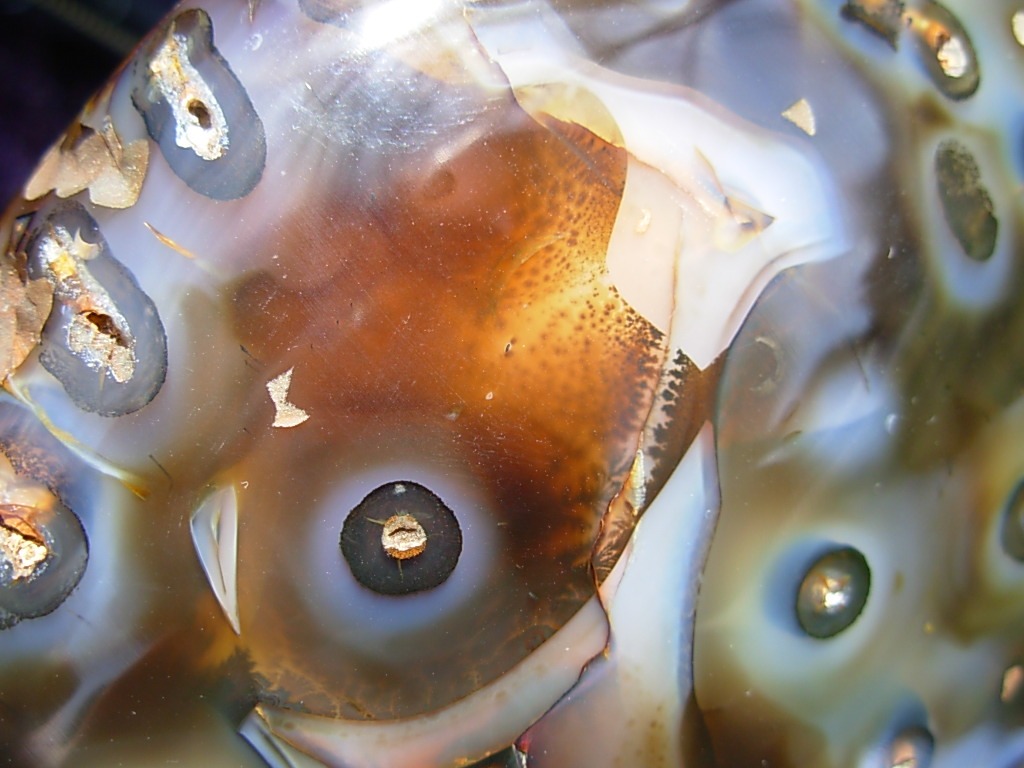 XL Free Form Picasso Agate