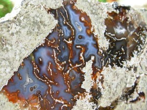 Lucky Strike Mine Thunderegg Polished Half